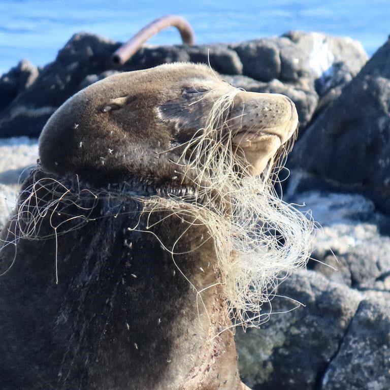 Sea lion with netting embedded in his neck, sealing mouth shut, rescued in B.C.